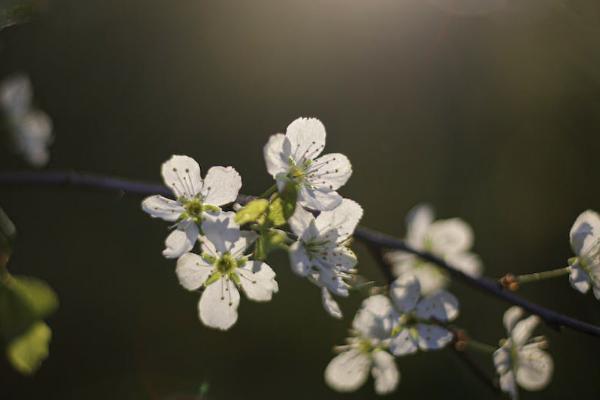 中英人寿退保多久能到账，如何退保费