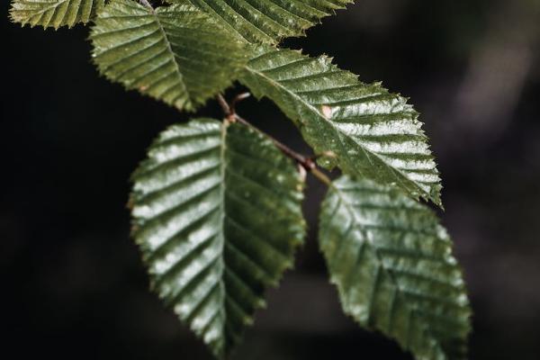 太平洋保险儿童意外险怎么查询，报销范围有哪些